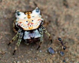 Macro image of a brightly colored Spiny backed Orb weaver (Gasteracantha cancriformis) crawling along ground inside the Madidi National Park, Rurrenabaque in Bolivia.