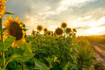 Rolgordijnen Field of beautiful sunflowers in summer day during sunset.Rich harvest,agriculture concept. Yellow blossoming flower meadow.Ripe plants for oil production. pastures,nature rural ukrainian landscape © Дарья Воронцова