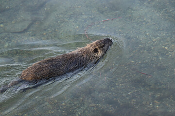Nutria swimming in a water