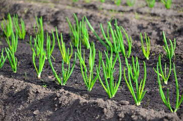 Young green shoots of onions grow from the ground in the garden on the bed