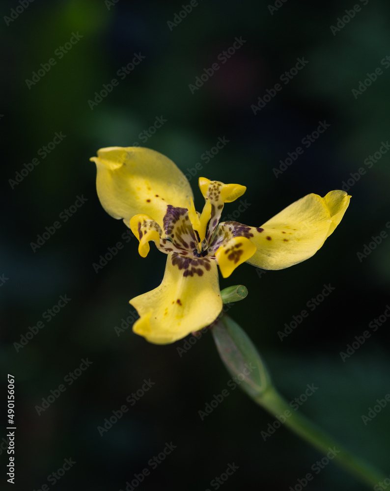 Poster Close-up shot of a trimezia flower growing in the garden on a blurred background