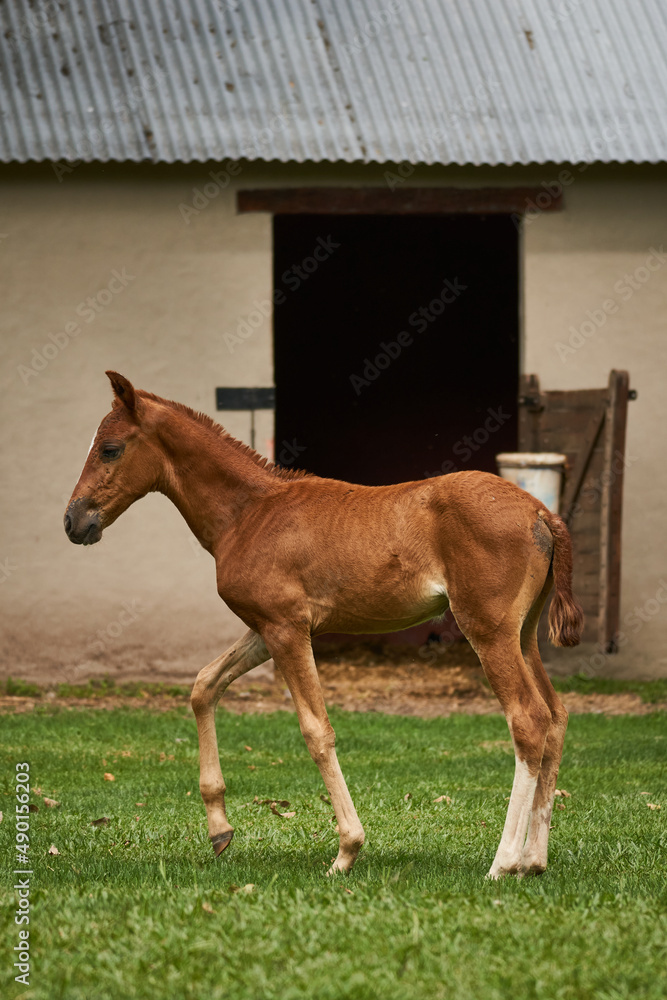 Canvas Prints Vertical photo of a pony in front of a barn in a farm