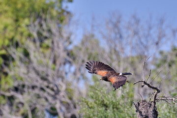 Harris's Hawk (Parabuteo unicinctus), taking flight in search of food.
