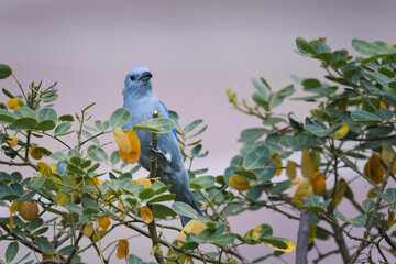 Blue-gray Tanager (Thraupis episcopus), perched on branches feeding.