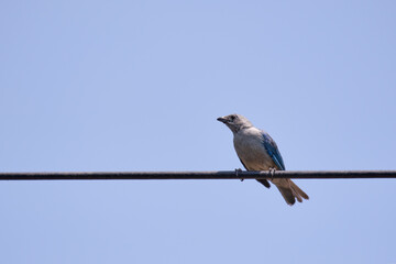 Blue-gray Tanager (Thraupis episcopus), perched on an electrical power cable.