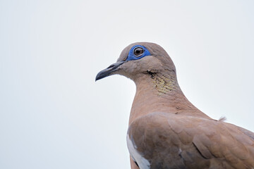 Eared Dove (Zenaida auriculata), detail portrait.