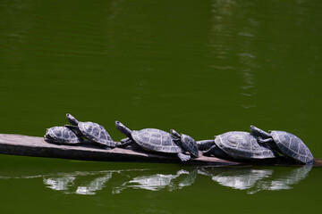 Yellow spotted river turtle (Podocnemis unifilis), group of taricaya turtles basking in the sun...