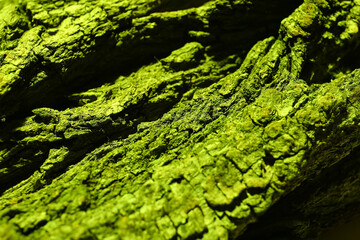 Texture of green bark, closeup