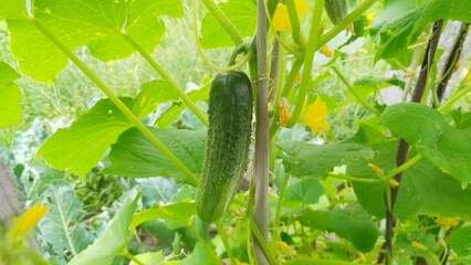 Obraz premium There are cucumbers growing in the vegetable garden in summer. Among the leaves and flowers, a ripe prickly cucumber hangs on the stem. Around the upright bed is a grassy meadow