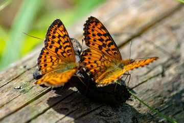 Pair of bright orange fritillary butterflies