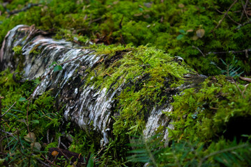 Fallen birch tree covered in moss