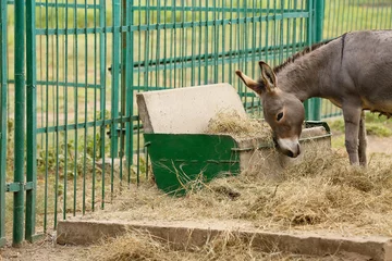 Poster Grey donkey in zoological garden © Pixel-Shot