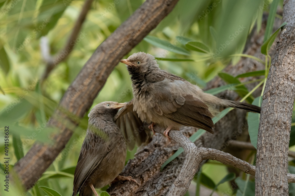 Poster Couple of jungle babblers perched on a tree