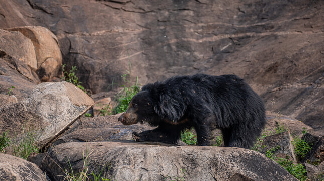 Sloth bear on a stone