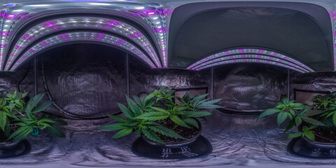 360 panoramic view of two small cannabis plants growing in a grow tent under lights
