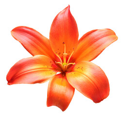 Fototapeta na wymiar Beautiful lily flower orange isolated on white background