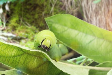 Fototapeta premium Caterpillar moth on winter leaf. It is a dangerous pest.