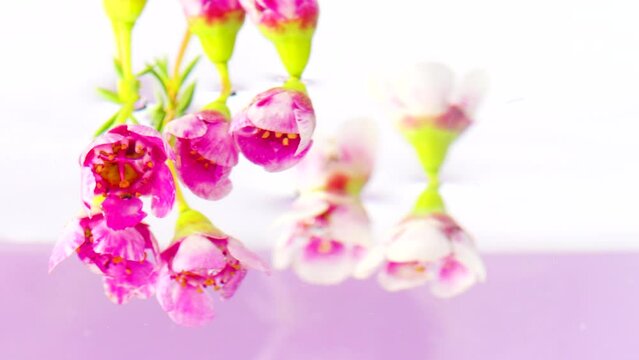 A bunch of flowers and buds of pink geranium on a stem on a pink background. Stock footage. Putting beautiful flower underwater.
