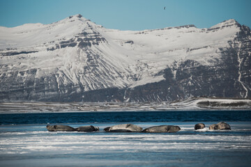 a view of the sea and mountains with a group of seals