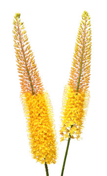 Bouquet yellow eremurus flower isolated on white background. Flat lay, top view