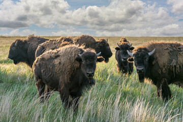 Herd of bison on the Oklahoma plains - obrazy, fototapety, plakaty