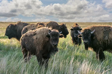 Plexiglas foto achterwand Herd of bison on the Oklahoma plains © Christopher Hand/Wirestock