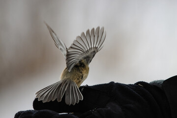 Selective focus shot of a person's hand and bird with wings wide open