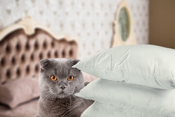 Small cute playful tabby cat hiding on the bed behind a pillow