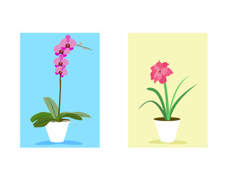 Two houseplants in a white pod vector illustration EDITABLE Orchidaceae, Amarillys
