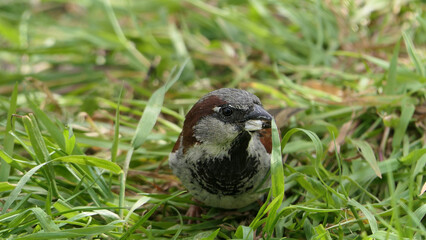 House Sparrow feeding from ground UK