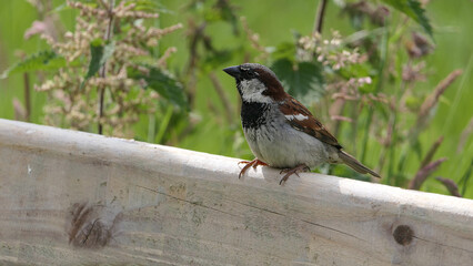 House Sparrow sitting on fence