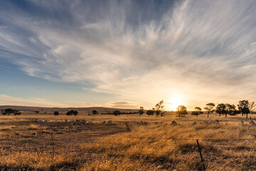 Dry grass field with trees at sunset in Eyre Peninsula, South Australia
