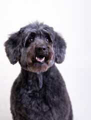 a black dog on a light background. old black dog