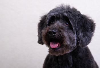 a black dog on a light background. old black dog