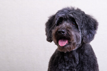 a black dog on a light background. old black dog