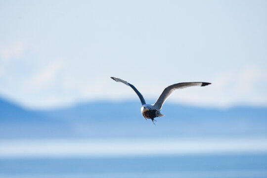 Kittiwake bird flying against a cloudy blue sky in Ekkeroy, Varanger, Norway