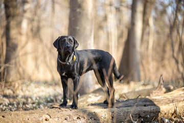 Black Labrador posing in the forest looking sideways