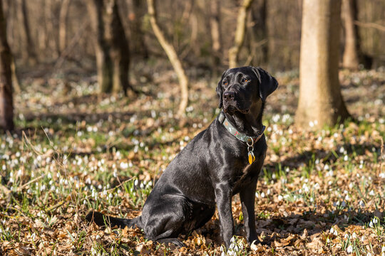Black Labrador sitting in the forest looking sideways