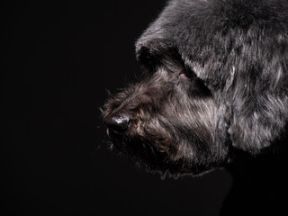 a large portrait of an old black dog on a black background. black poodle