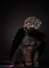 black dog on a black background with black wings