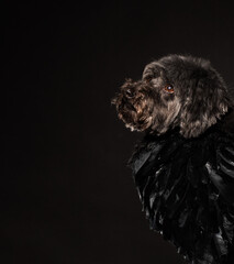 black dog on a black background with black wings