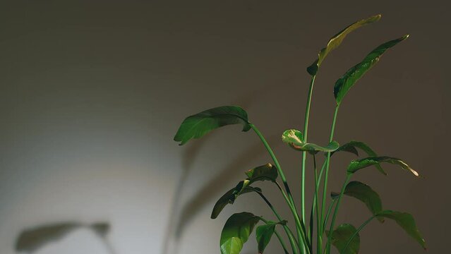 Strelitzia leaves waving of wind. Green tropical flower, close up handheld video. Prores codec. Spa, fresh air