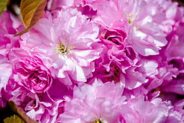 Japanese cherry blossoms on a green natural background
