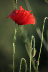Fototapeta premium Red poppy in a field