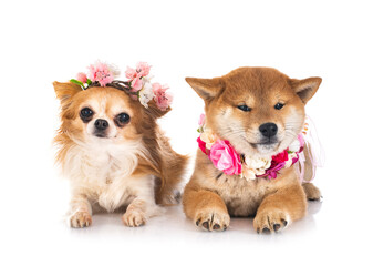 Obraz premium shiba inu and chihuahua in studio