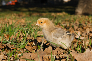 Chick in grass for spring season easter concept on farm.
