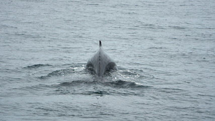 Dorsal fin of a humpback whale swimming in the open waters of Iceland © Jan Dömel/Wirestock