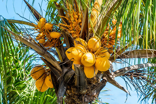 Bunch of ripe yellow coconuts on a palm tree close-up