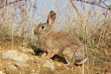 The European rabbit, coney (Oryctolagus cuniculus) in a natural habitat