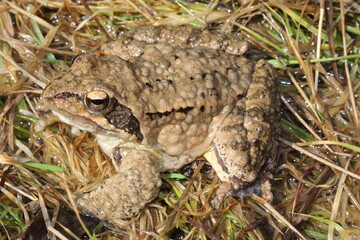 The agile frog (Rana dalmatina) with skin disease in a natural habitat